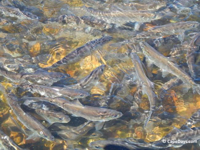 Close-up river herring, tightly schooled, swimming in clear water during the peak of the spring run on Cape Cod Close-up river herring, tightly schooled, swimming in clear water during the peak of the spring run on Cape Cod