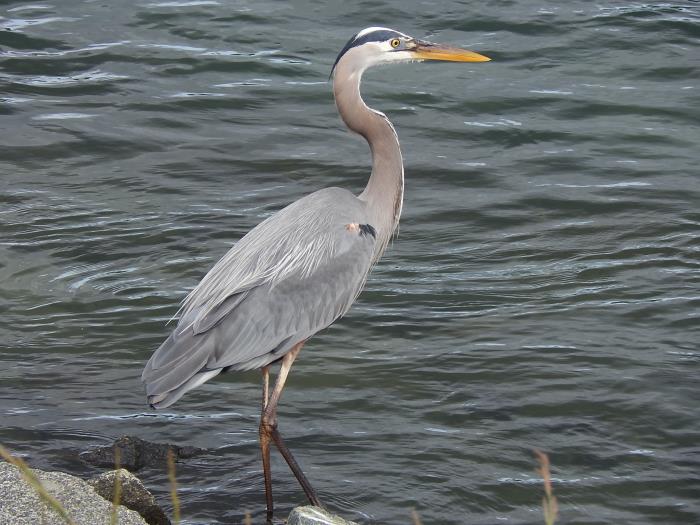 Great blue heron standing on rocks by the Cape Cod Canal with water in the background