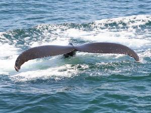 Cape Cod activities and attractions