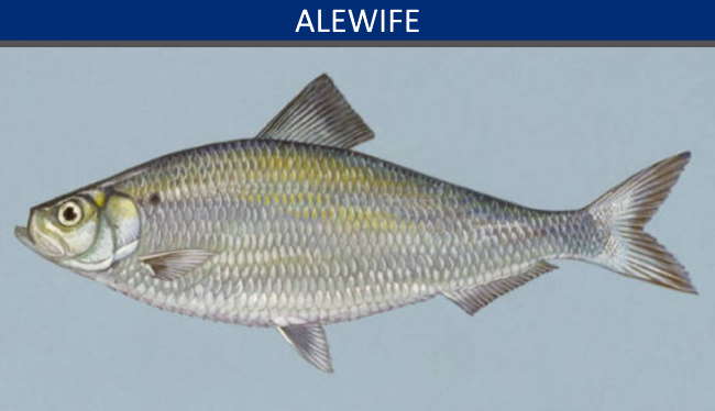 Illustration of an alewife, one of two types of river herring found on Cape Cod Illustration of an alewife, one of two types of river herring found on Cape Cod