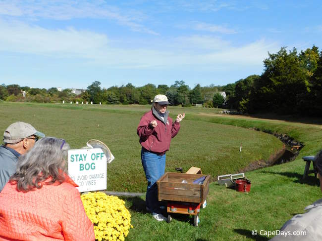 Annie standing by her cranberry bog, peaking to tour participants