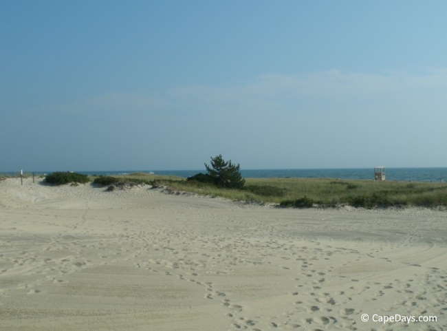 Footprints in the sand near an oasis of seagrass and a small pine tree, blue sky over a calm ocean