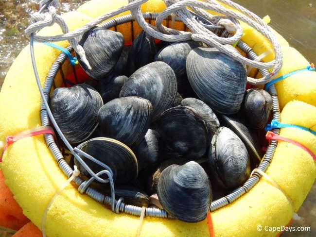 Wire basket filled with freshly dug clams