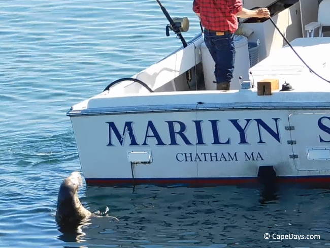 Grey seal half out of the water, behind a boat, waiting for fisherman to throw fish scraps overboard
