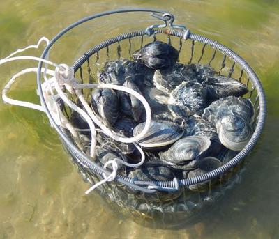 Soon-to-Be Clam Chowder