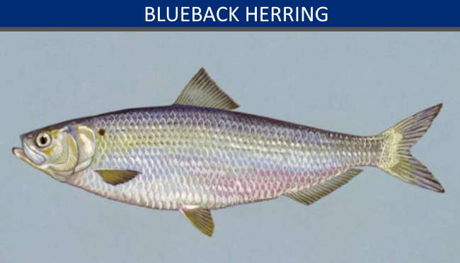Illustration of a blueback herring, one of two river herring species that migrate to Cape Cod each spring Illustration of a blueback herring, one of two river herring species that migrate to Cape Cod each spring
