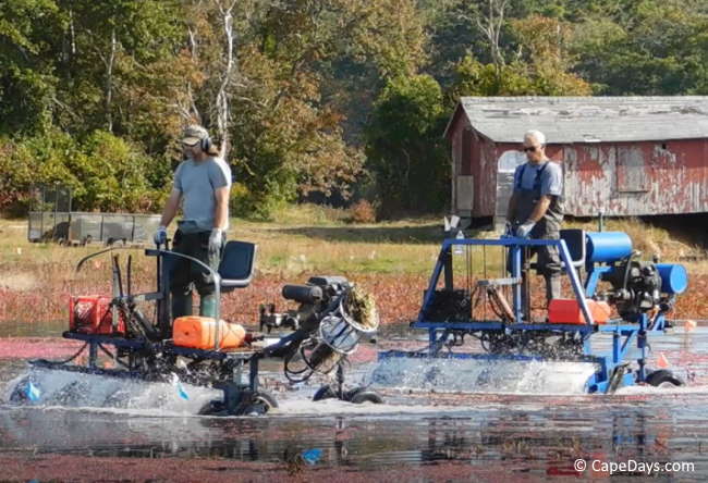 Men riding cranberry harvesting machines in a flooded bog; frothing water coming from front of machines; old, weathered shack and on the tree-lined shore