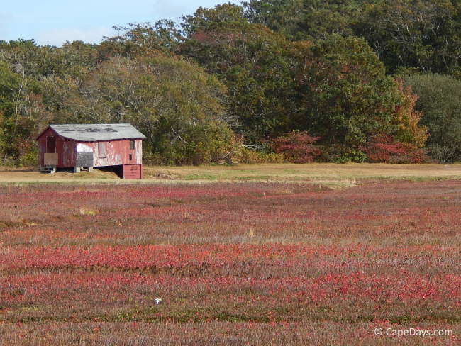 Old, weathered shed alongside a cranberry bog.
