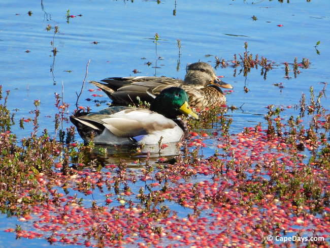 Male and female ducks floating among the berries on a cranberry bog