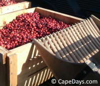 Wooden box filled with ripe, red  cranberries; old-fashioned dry harvesting scoop leaning on the box
