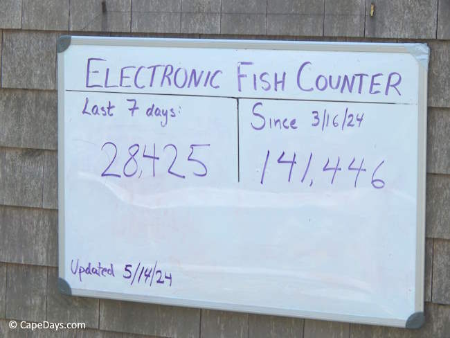 Whiteboard showing weekly and seasonal herring count totals at Stony Brook Grist Mill in Brewster Whiteboard showing weekly and seasonal herring count totals at Stony Brook Grist Mill in Brewster