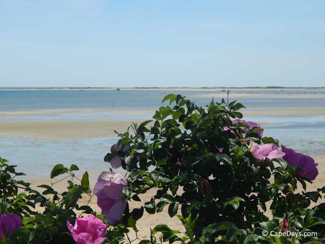 cape-cod-bay-view-provincetown.jpg cape-cod-bay-view-provincetown.jpg