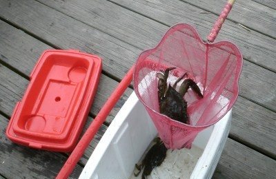 Live crab in the net