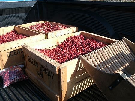 Boxes of freshly harvested Cape Cod cranberries