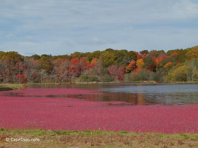 Classic New England fall scene of cranberries floating on a bog