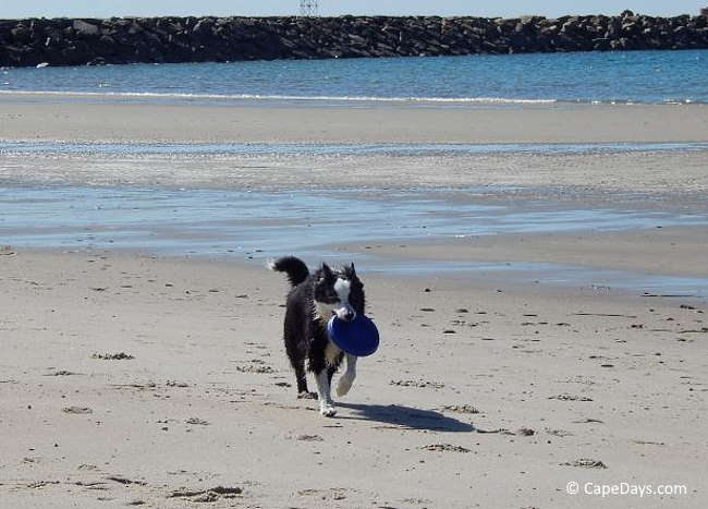 Black and white dog carrying frisbee while running on the beach