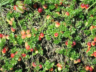 Cape Cod Cranberries