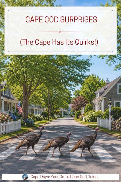 Pinterest graphic showing three wild turkeys crossing the road, with text overlay that says: "Cape Cod Surprises - (The Cape Has Its Quirks!)"