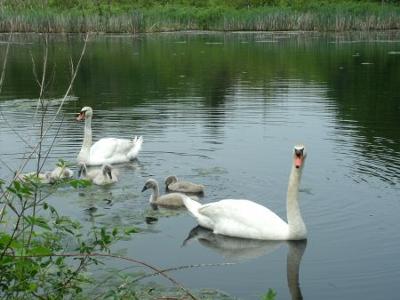 Bird Watching on Cape Cod
