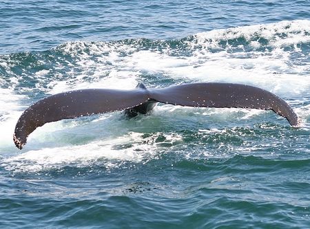 whale tail