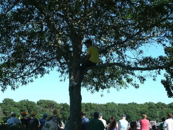 Baseball fan sitting in tree watching the game