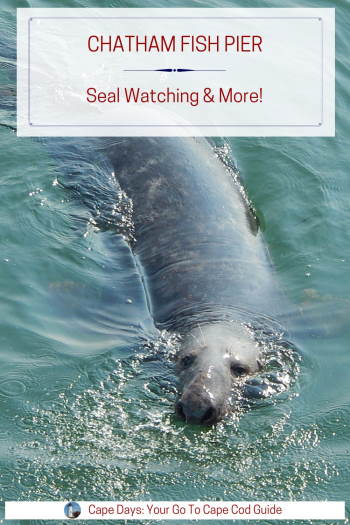 Click to save this Chatham Fish Pier information to Pinterest