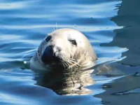 seal at chatham pier