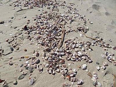 Shells - Free for the Picking!