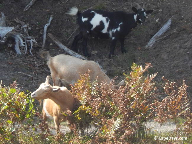 cranberry-farm-animals.jpg