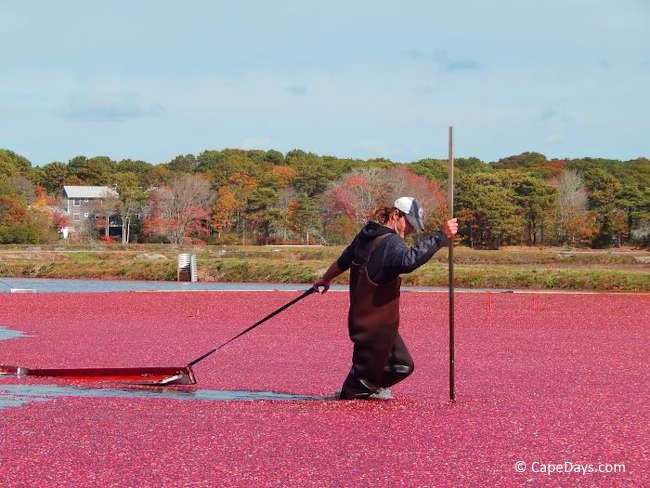 Farmer gathering cranberries from a Cape Cod cranberry bog