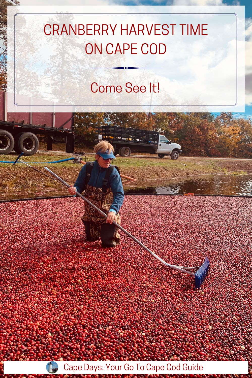 Keep this cranberry harvest information for later. Save it to Pinterest!