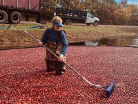 Click to read about Cape Cod cranberry harvests