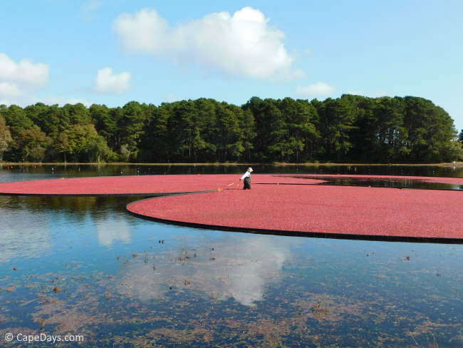 Farmer wading in a bog, corralling thousands of free-floating, bright red cranberries