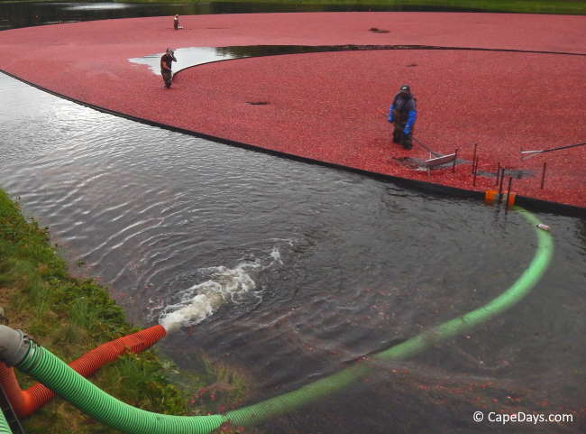 Workers wading knee-deep in a bog, moving the floating cranberries toward a hydraulic suction system