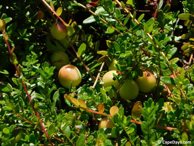 Vines with small, green leaves and yellowish, not-quite-ripe cranberries