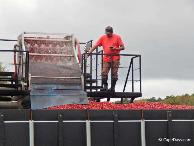 Bog worker operating the wash plant as cranberries are rinsed and loaded into a transport truck
