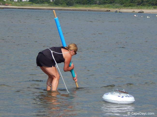 Lady wearing black swimsuit, using basket  rake with cushioned handle to dig for clams