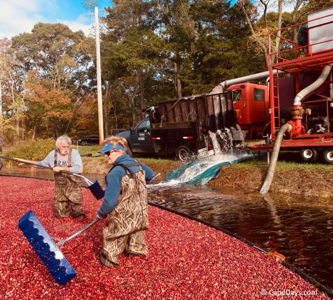 cranberry farm tours