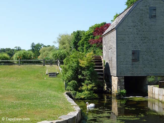 Dexter Gristmill in Sandwich with a swan floating in the outflow from the water-powered mill