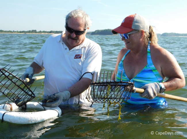 Man and woman holding shellfishing rakes while standing in the water
