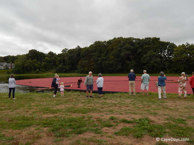 Spectators standing on the banks of a large bog, watching the wet harvest