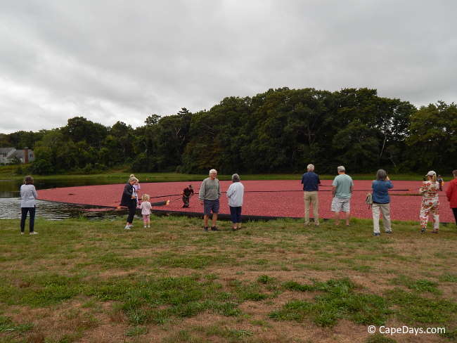 Spectators standing on the banks of a large bog, watching the wet harvest