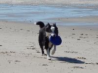Topic: Dog-friendly beaches