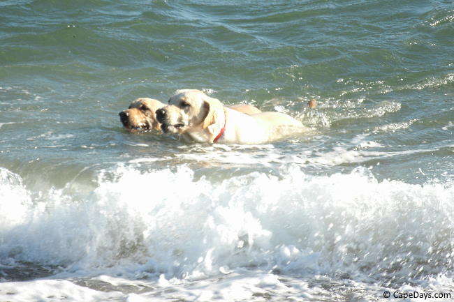 Two golden labs swimming in the ocean Two golden labs swimming in the ocean