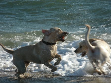Dogs playing at a Cape Cod beach