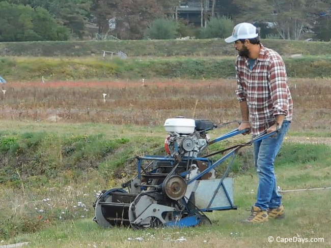 Farmer walking behind a mid-century era cranberry harvesting machine