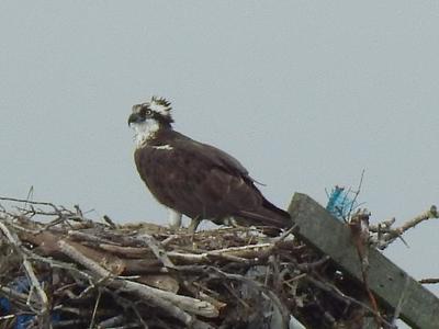 Osprey in the Nest at Bass Hole