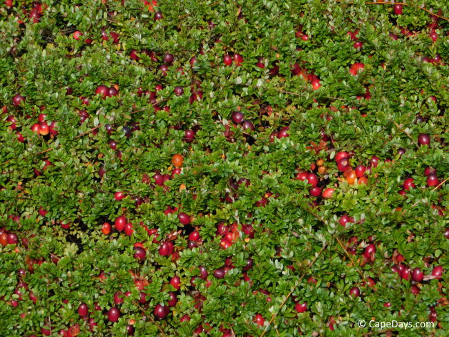 Masses of ripe cranberries on their leafy, green vines