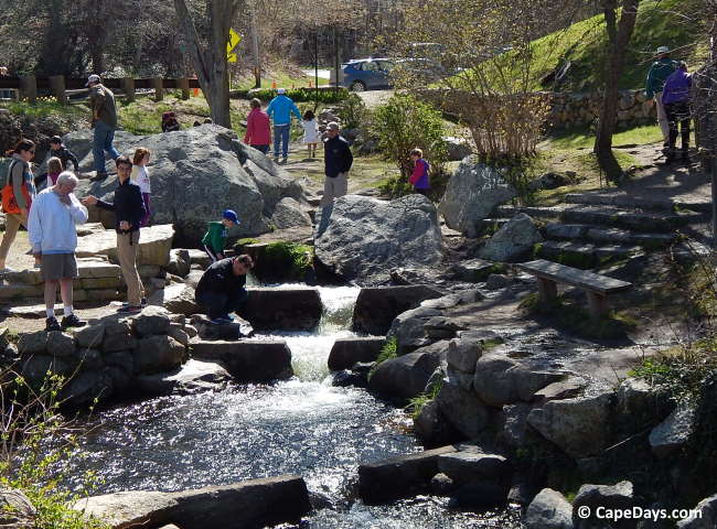 People of all ages standing and crouched alongside a rock-lined brook looking into the swift-moving water to watch the spring herring run on Cape Cod
