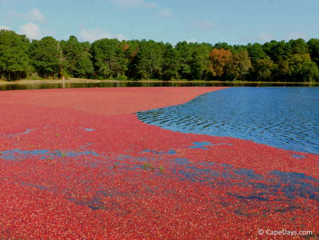 View from the banks of a cranberry bog with acres of bright red berries floating on top of the water